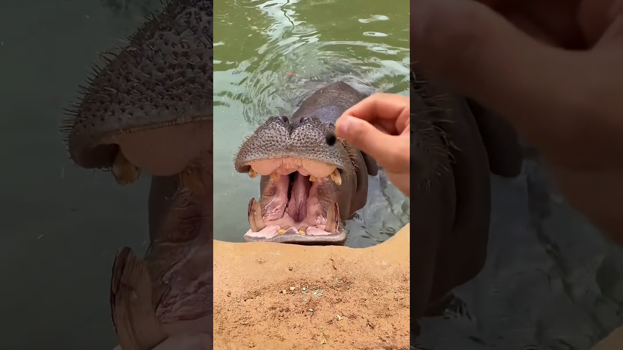 عندما وضعت الأم فرس النهر على نظام غذائي 🤯 | فاكهة صغيرة 🍉 وتحول الأمر إلى فوضى كبيرة 😂🌿✨🤯