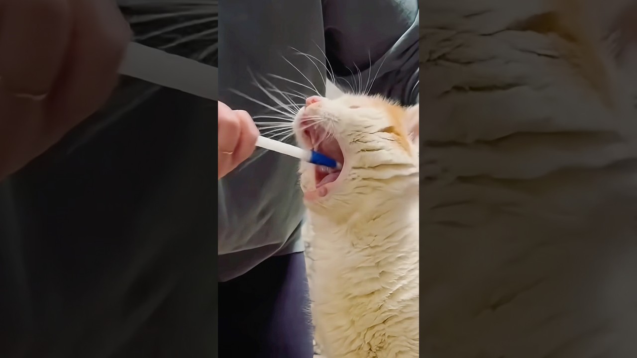 How to EASILY Give Cats Medicine 😷 #lifehacks #goodtoknow #funfacts #vet #medicine #catvideos #hack