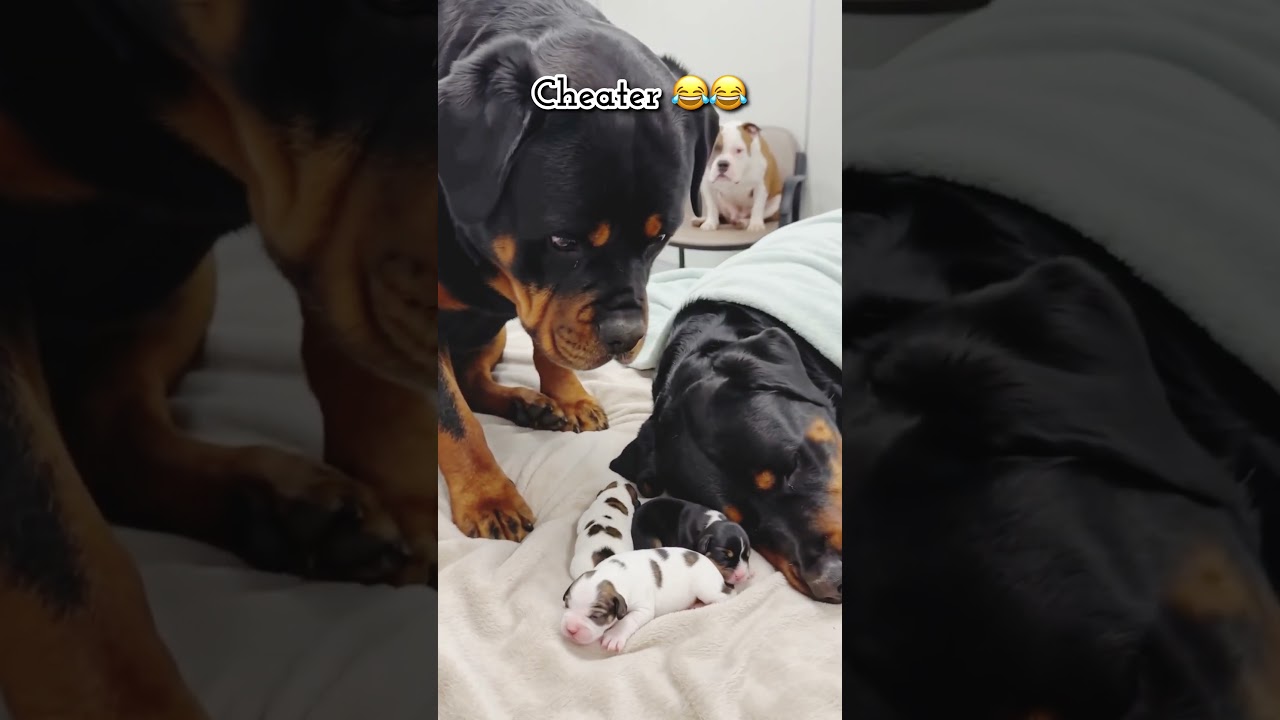 Whose kids is this?😅😅 #dog #funnydogs