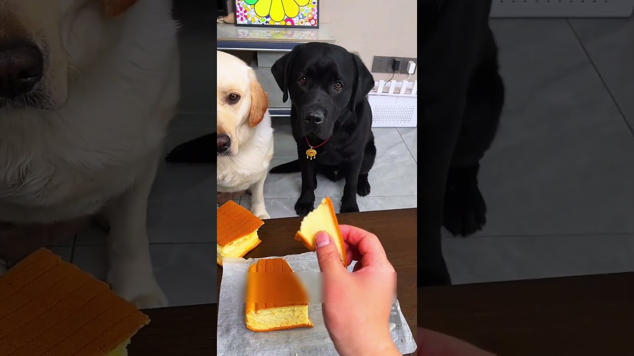 This dog is treated unfairly #shorts