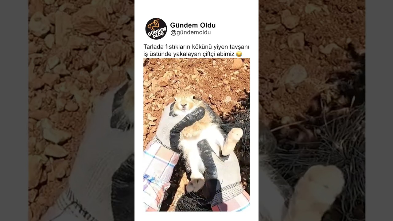 Tarlada fıstıkların kökünü yiyen tavşanı iş üstünde yakalayan çiftçi abimiz 😂