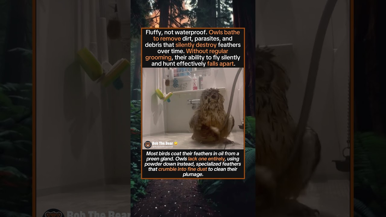 Owls Are Secretly Very Into Personal Hygiene