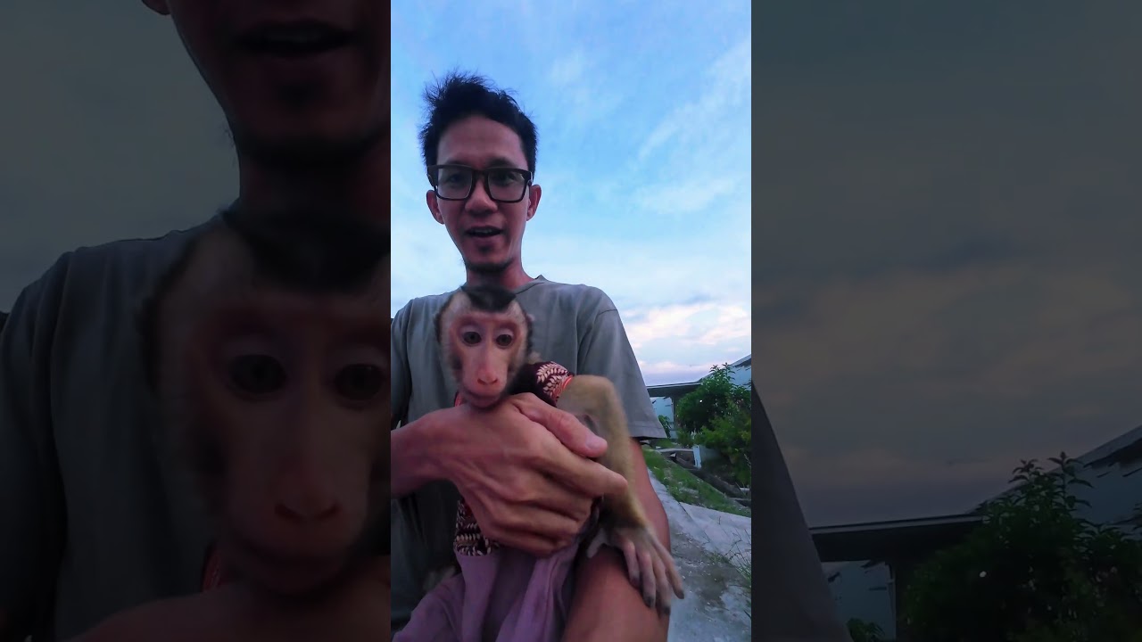 Isengin Cia 😂🤗 tetap aman ❤️ #shortvideo #short #monkey #monyet #animals