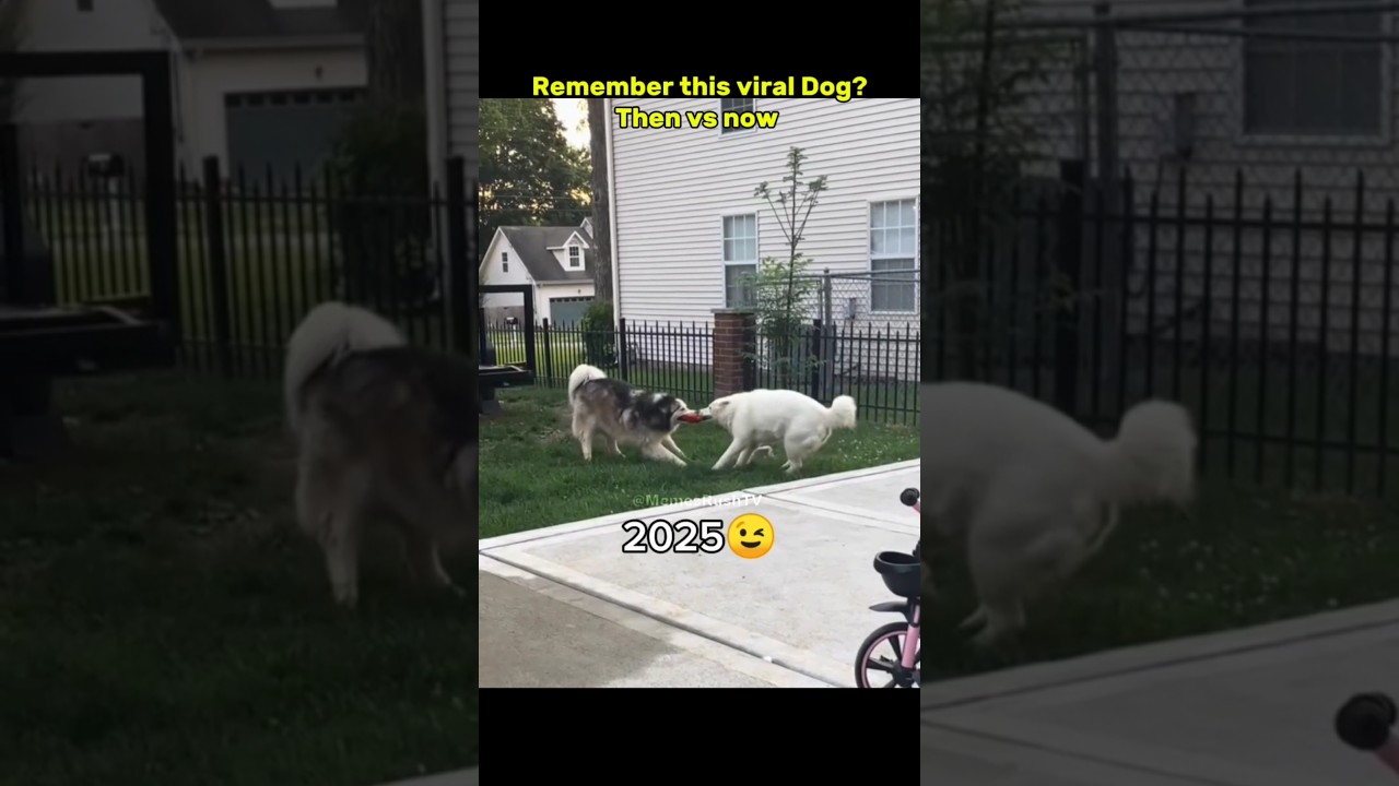 Remember this viral Dog? #nostalgia #dog #legendarymemes