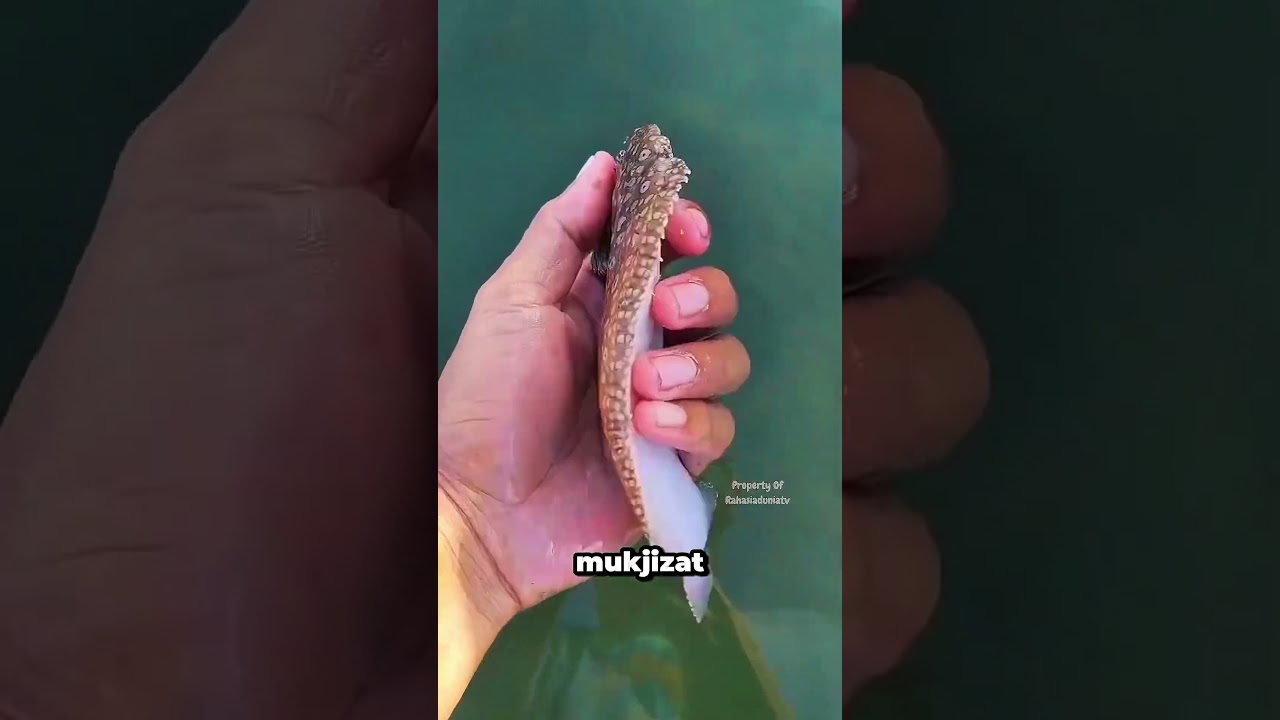 Ikan Yang Menjadi Saksi Mukjizat Nabi Musa