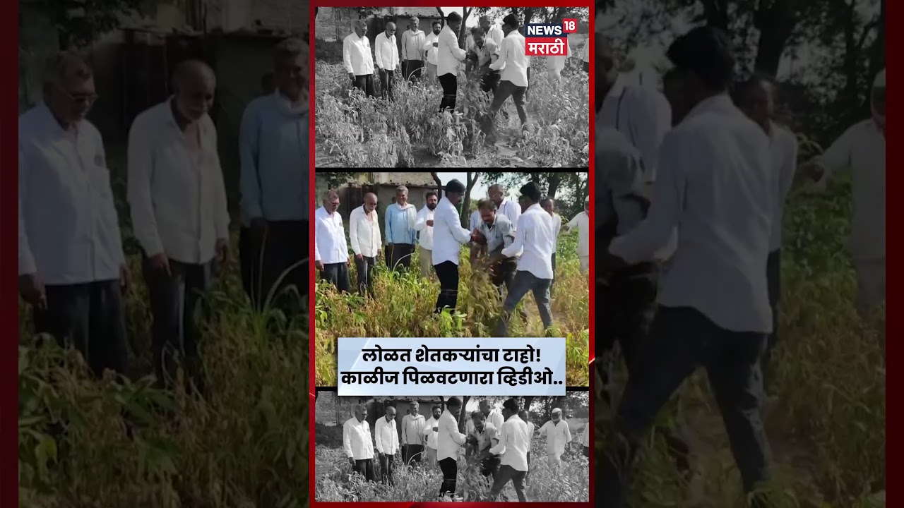 Beed News | वाळलेल्या सोयाबीन पिकात शेतकऱ्यांचा आक्रोश! काळीज पिळवटणारा आक्रोश | N18S