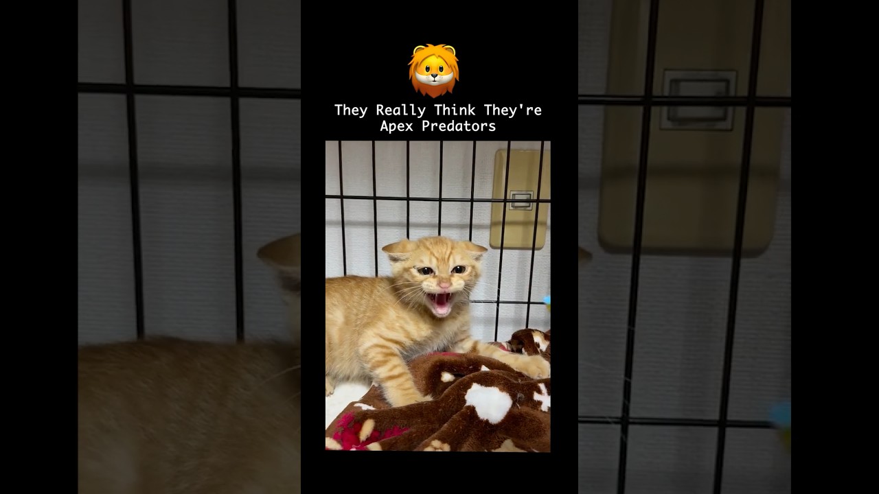 Angriest Kittens Ever