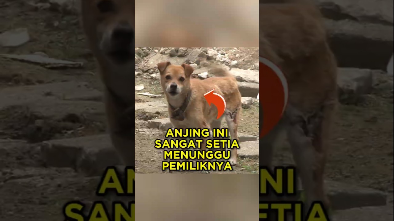 Anjing Ini Tak Pernah Berhenti Menunggu Pemiliknya Pulang 🐶