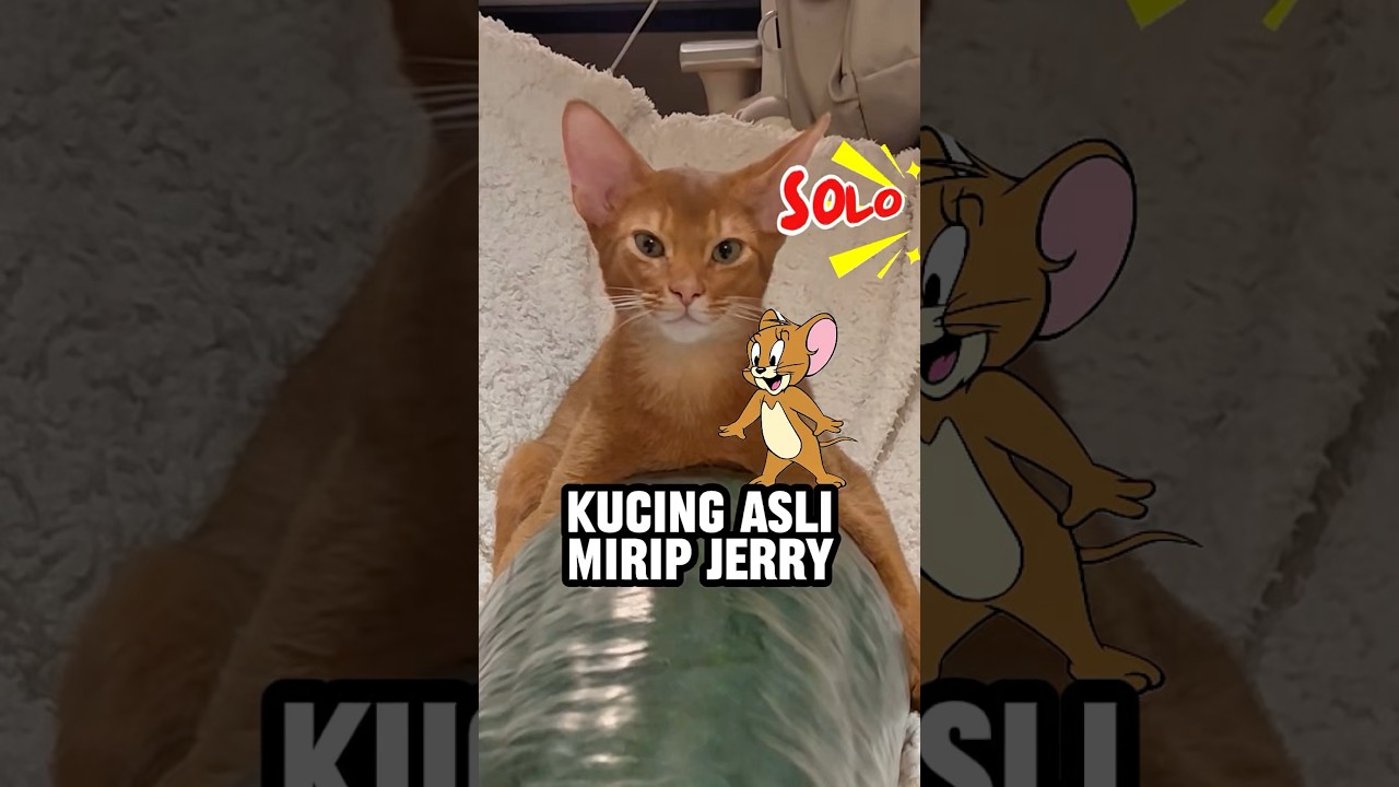 Kucing ini mirip jerry 😱