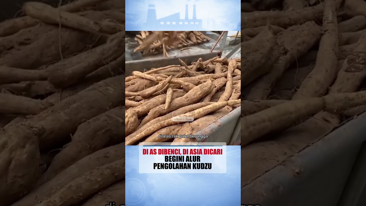 Di Amerika Dibuang, Di Vietnam Kudzu Diolah Jadi Bahan Mahal! 🇻🇳😱