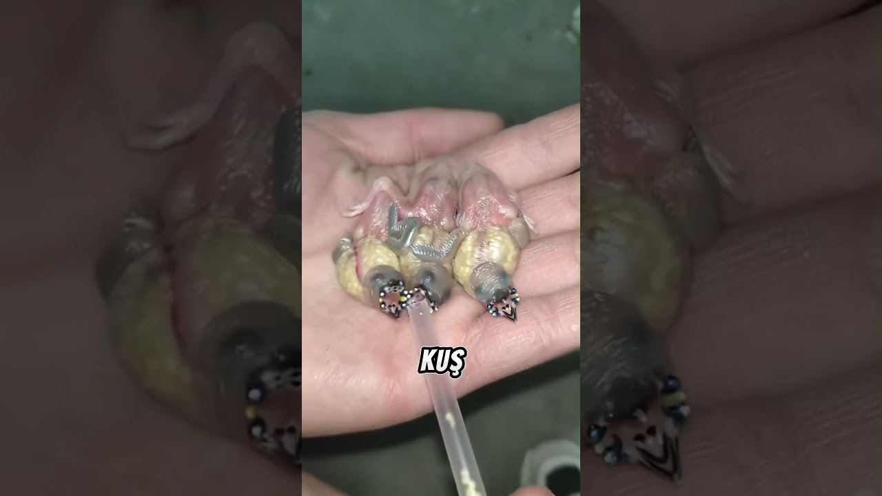 Çirkin Doğup Efsane Güzel Oldu! 😱🐦