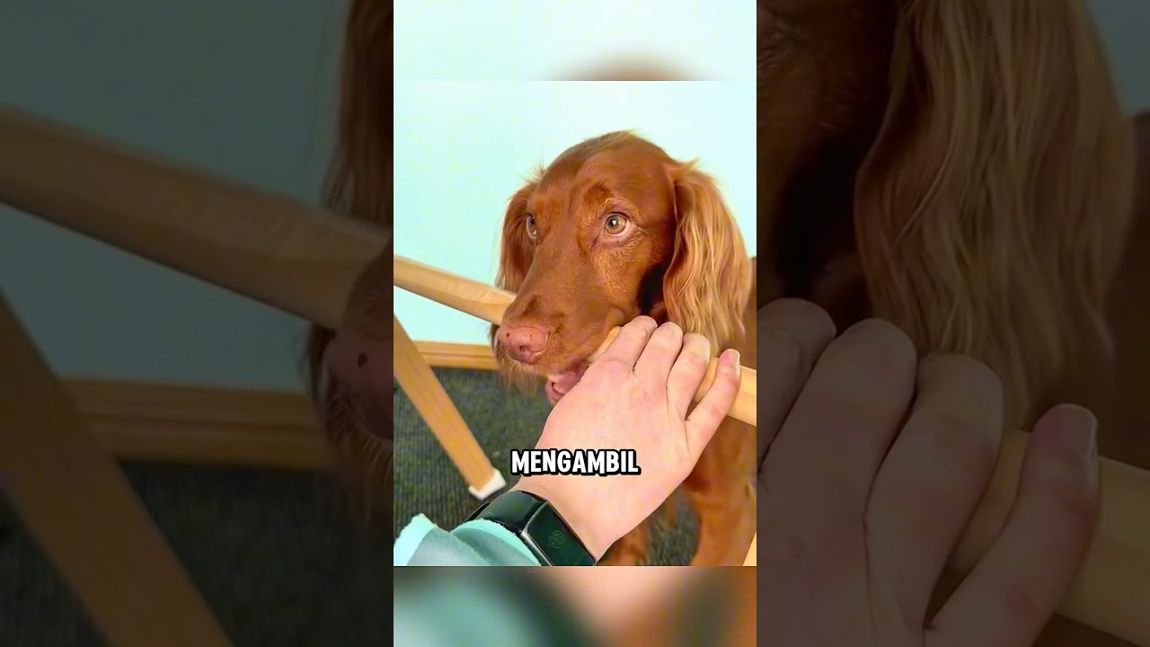 Anjing pintar ini sangat mempercayai majikannya ❤️