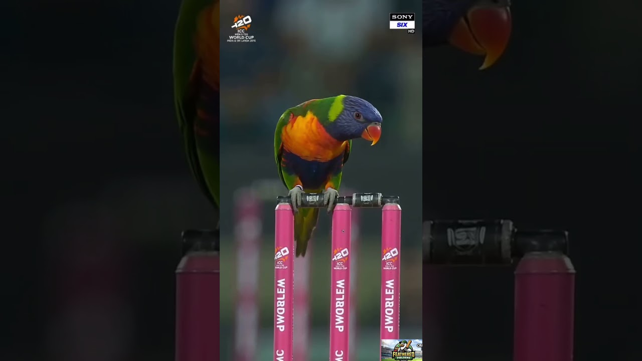 Tiny Rainbow Lorikeet Hangs Upside Down on the Wicket! 😂🏏 #ipl