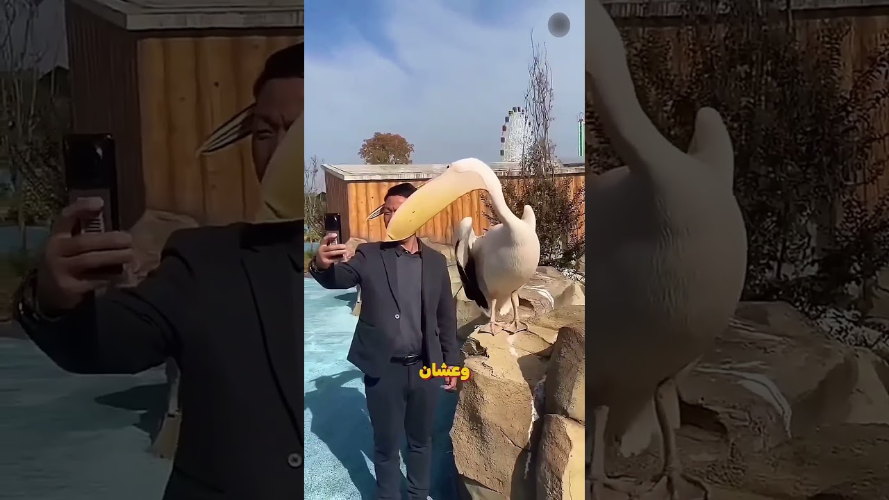 🤯 إزاي البجع بياكل فعلًا؟ هتتصدم من الطريقة! #shorts