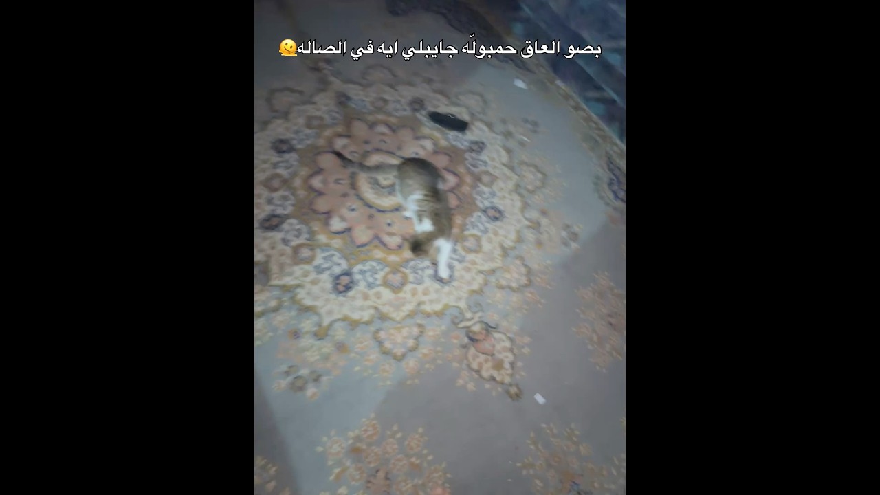 الفيديو دا مش ليك لو انت بتتقرف 😂مش هتصدقو لقيت حمبولّه جايبلي ايه في الصاله بجد🫠😱ا