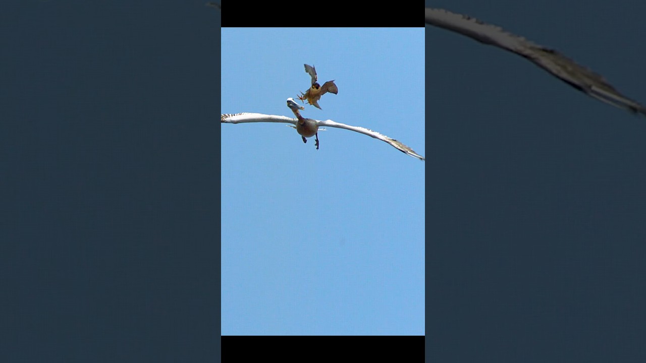 Hey, man, come on—I was just passing by. #wildlife #animals #shorts #shortvideo