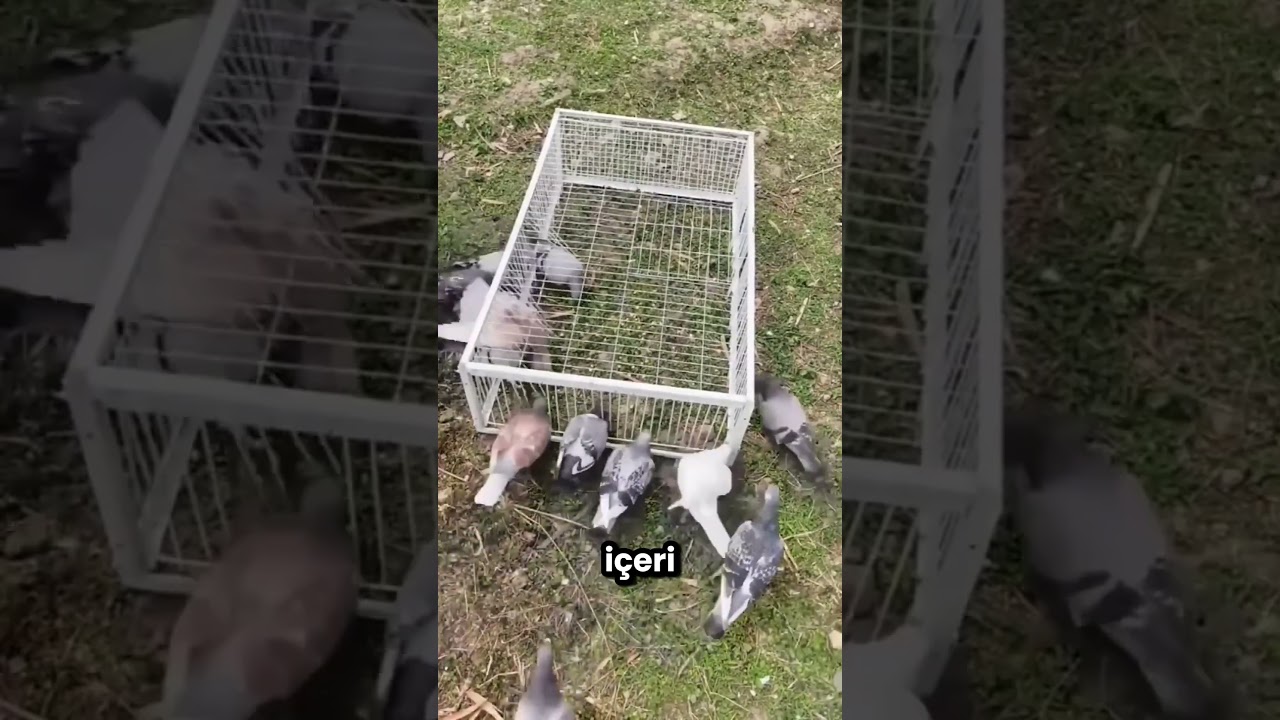 Bu Kız Civcivleri Kediden Kurtardı 😱🐤
