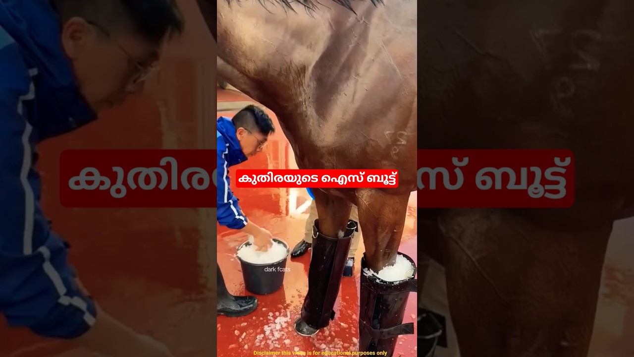 കുതിരയുടെ ഐസ് ബൂട്ട്
