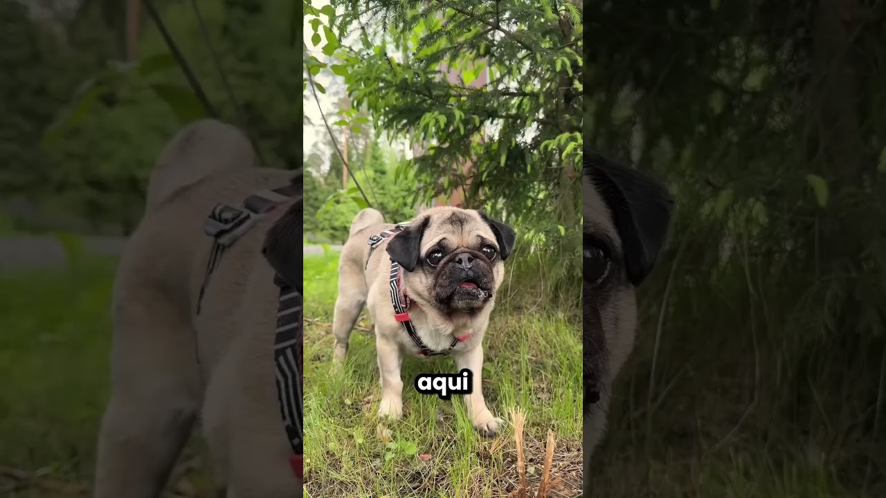 Este cachorrinho se perdeu na floresta 😱🥺