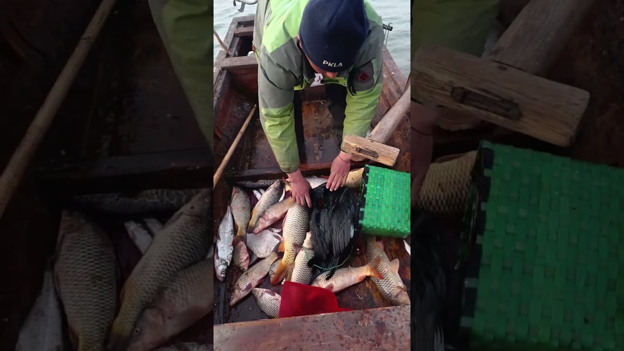 Cleaver bird grab and eat a big fish.#fishinglife #fishingtrip