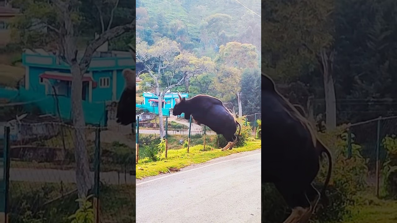 കാട്ടിലെ ബോഡി ബിൽഡർ 🔥😱 കാട്ടുപോത്ത് അല്ല 🥶 #shorts #malayalam #wildlife #animalfacts