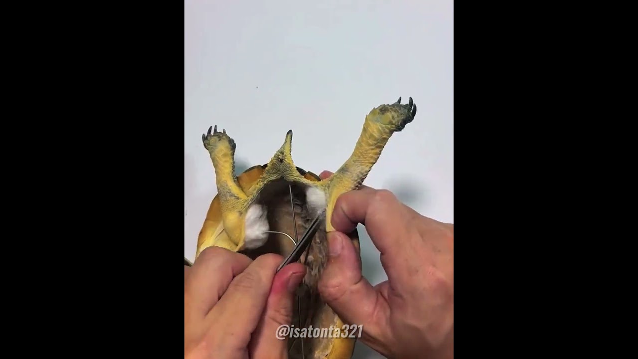 Ele Eternizou sua Tartaruga em Nossos Corações❤️‍🩹🐢