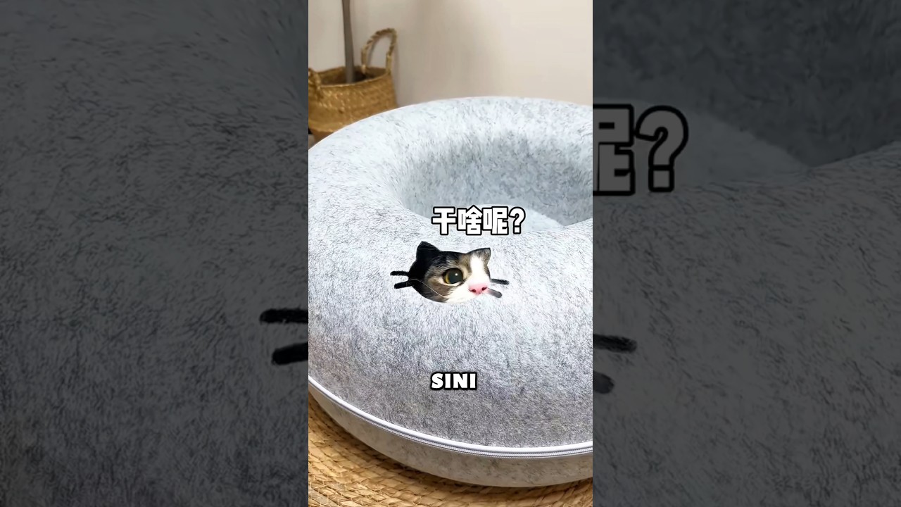 Waktu Tidur Kucing Paling Pemarah yang Pernah Ada🙀😱✨