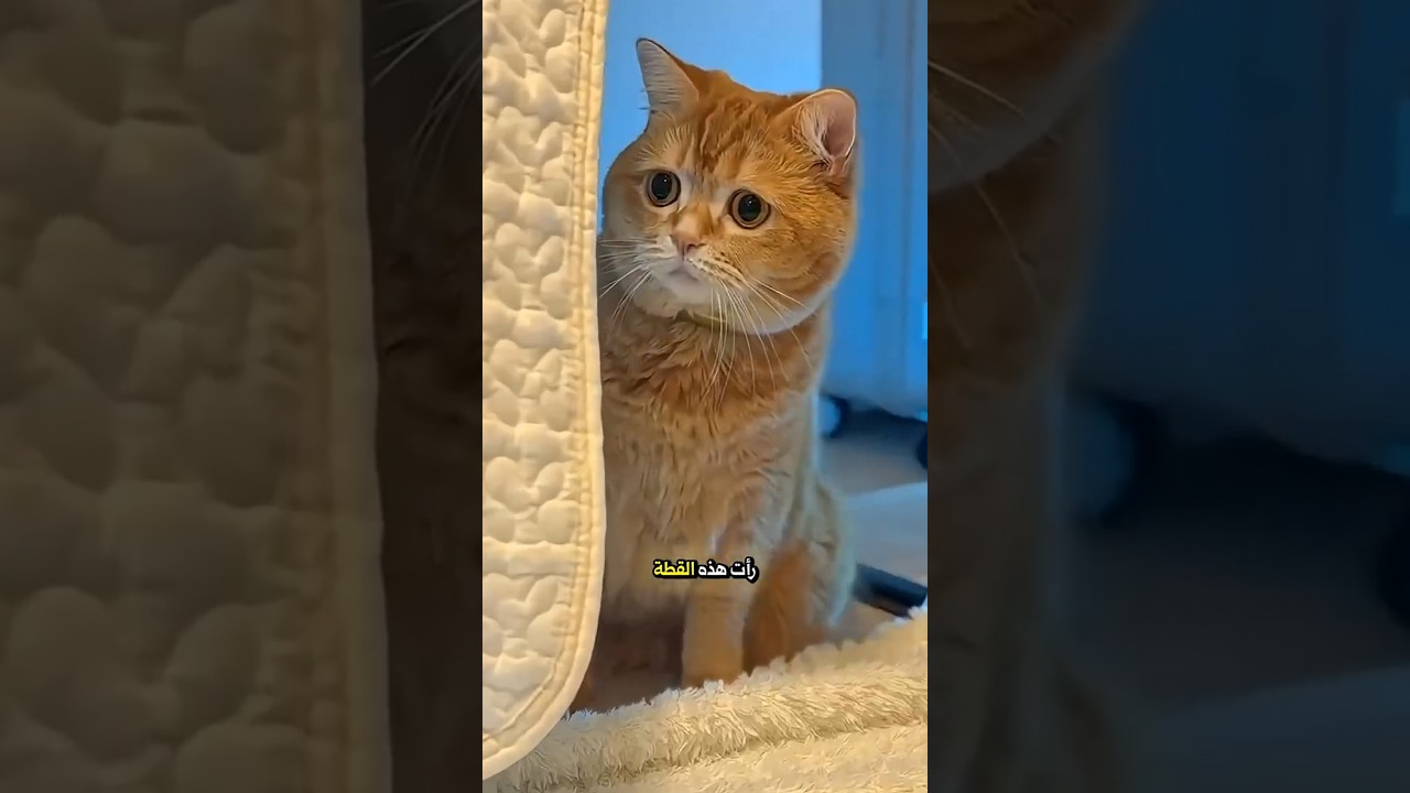 تضحية القطة ليتوقف الطفل عن البكاء! 🥺🐱