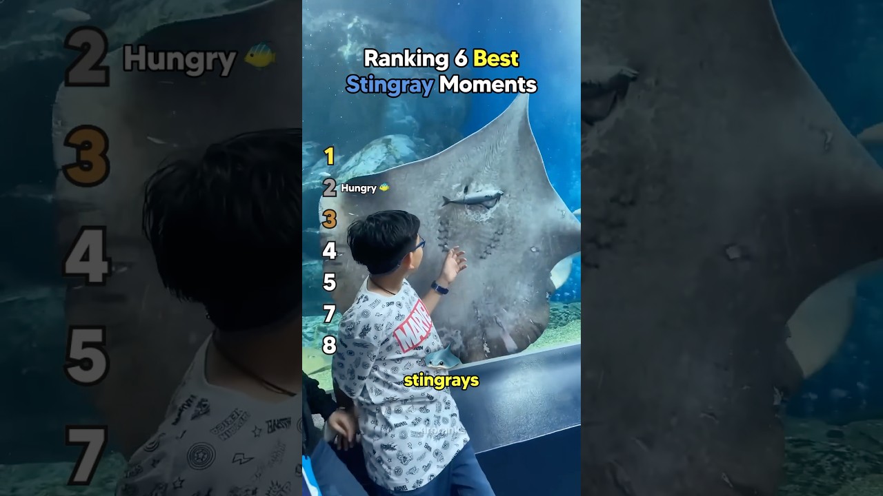 Ranking 6 Best Stingray Moments