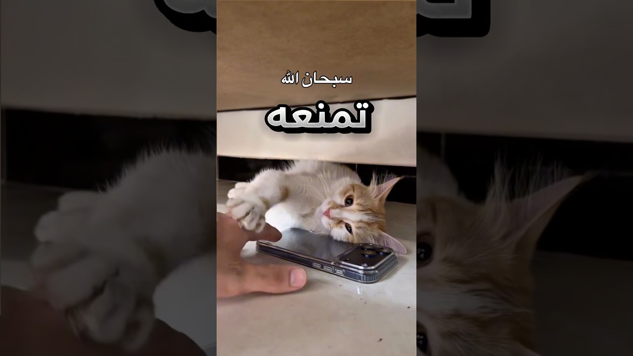 تستمع للقرآن وتمنعه ياخذ الجوال منها !! #youtubeshorts