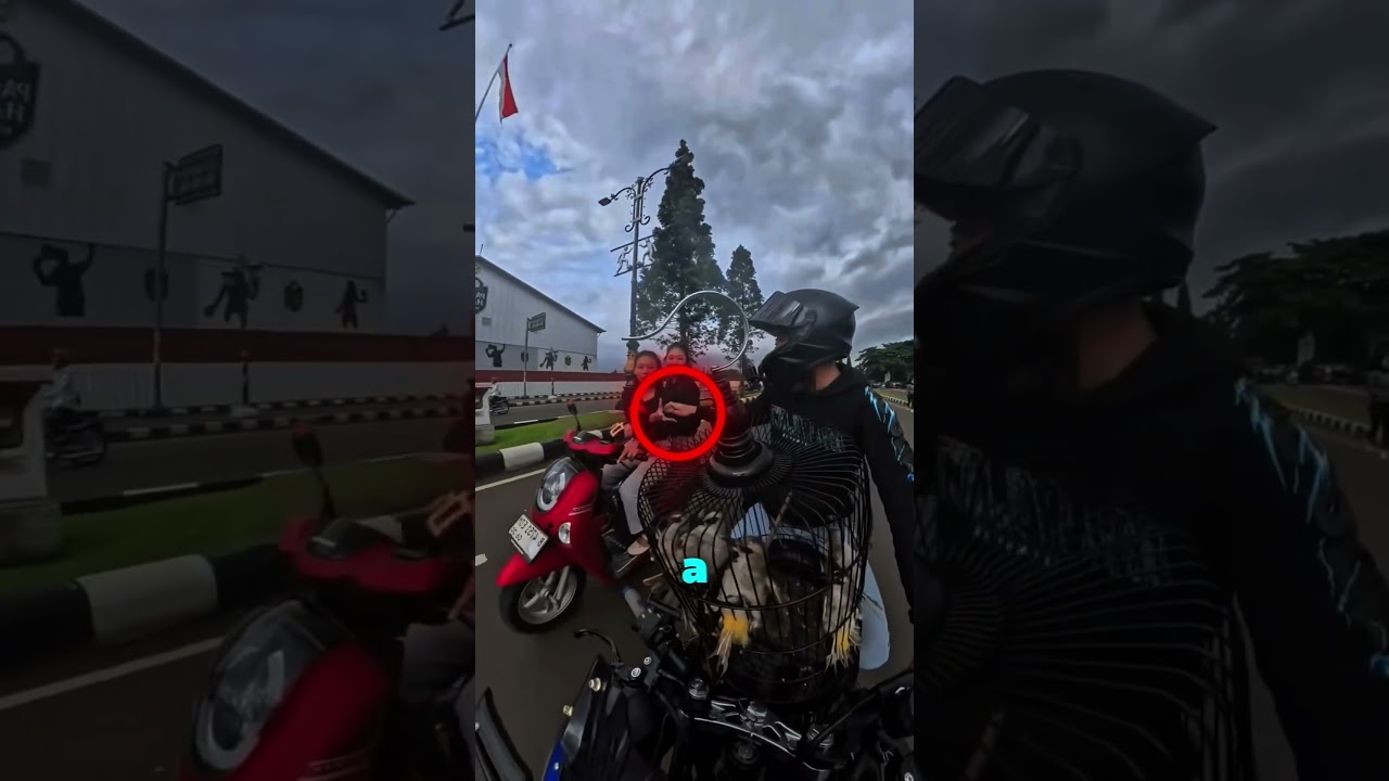 Ele roubou e soltou todos os pássaros❤️