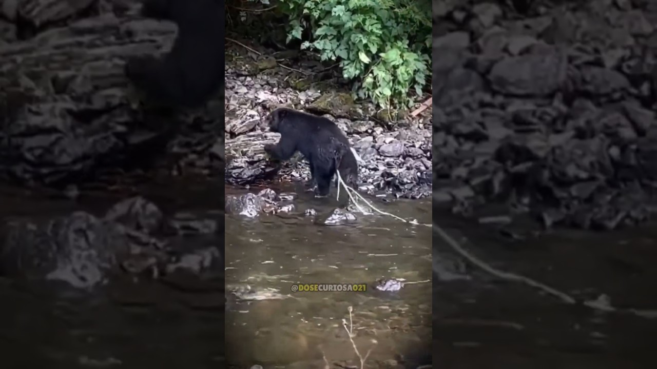 O Salmão que Você Come Pode Estar Cheio de Parasitas!🤯