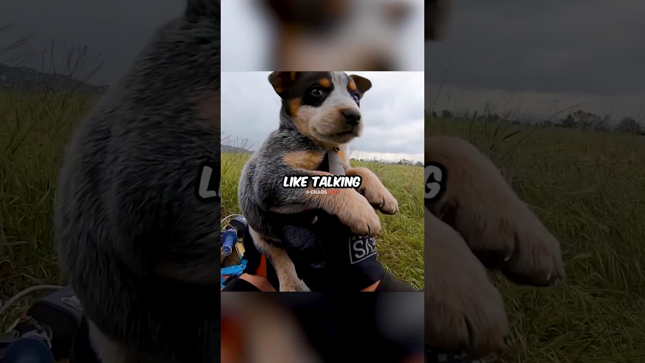 Biker Finds PUPPY Lost On Trail 🥲 Cred: @JoeyMac420