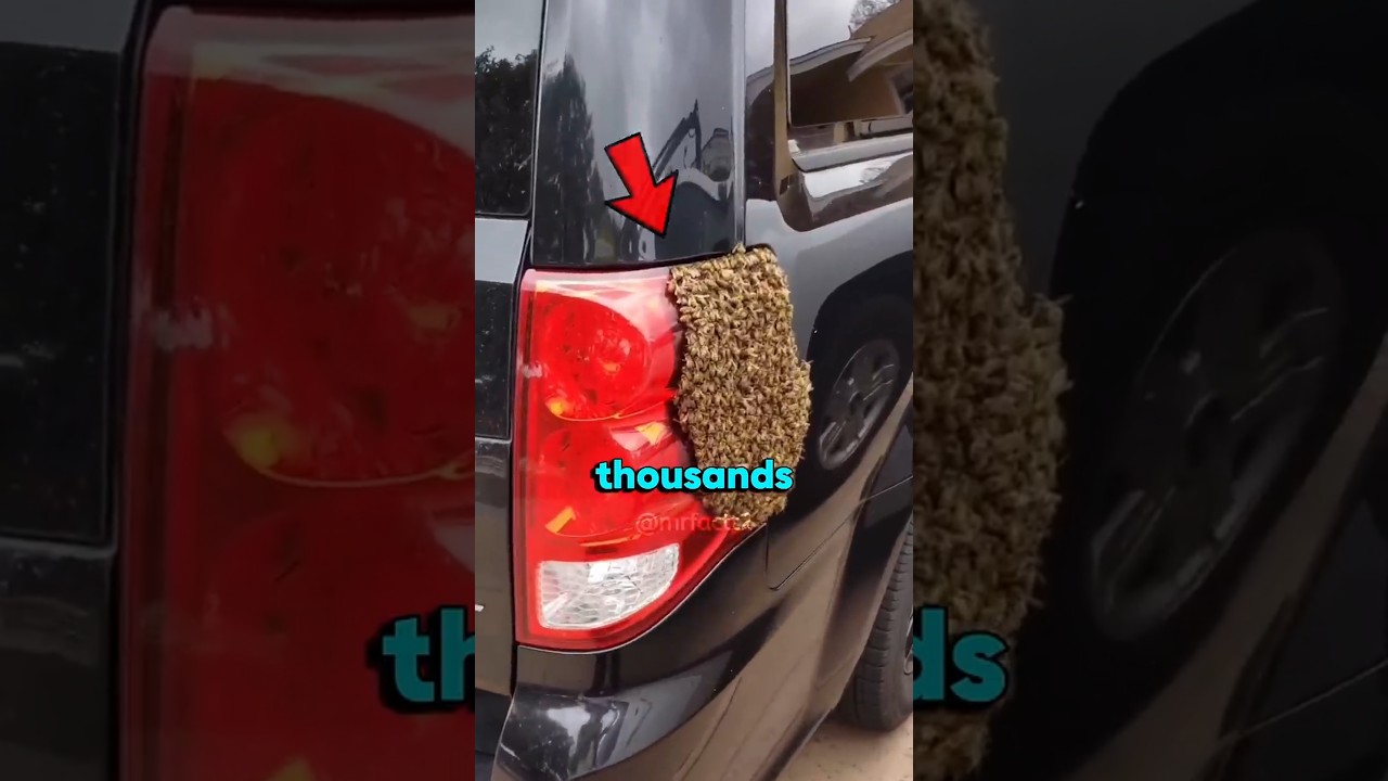 Why Are Thousands of Bees Covering This Car? #car