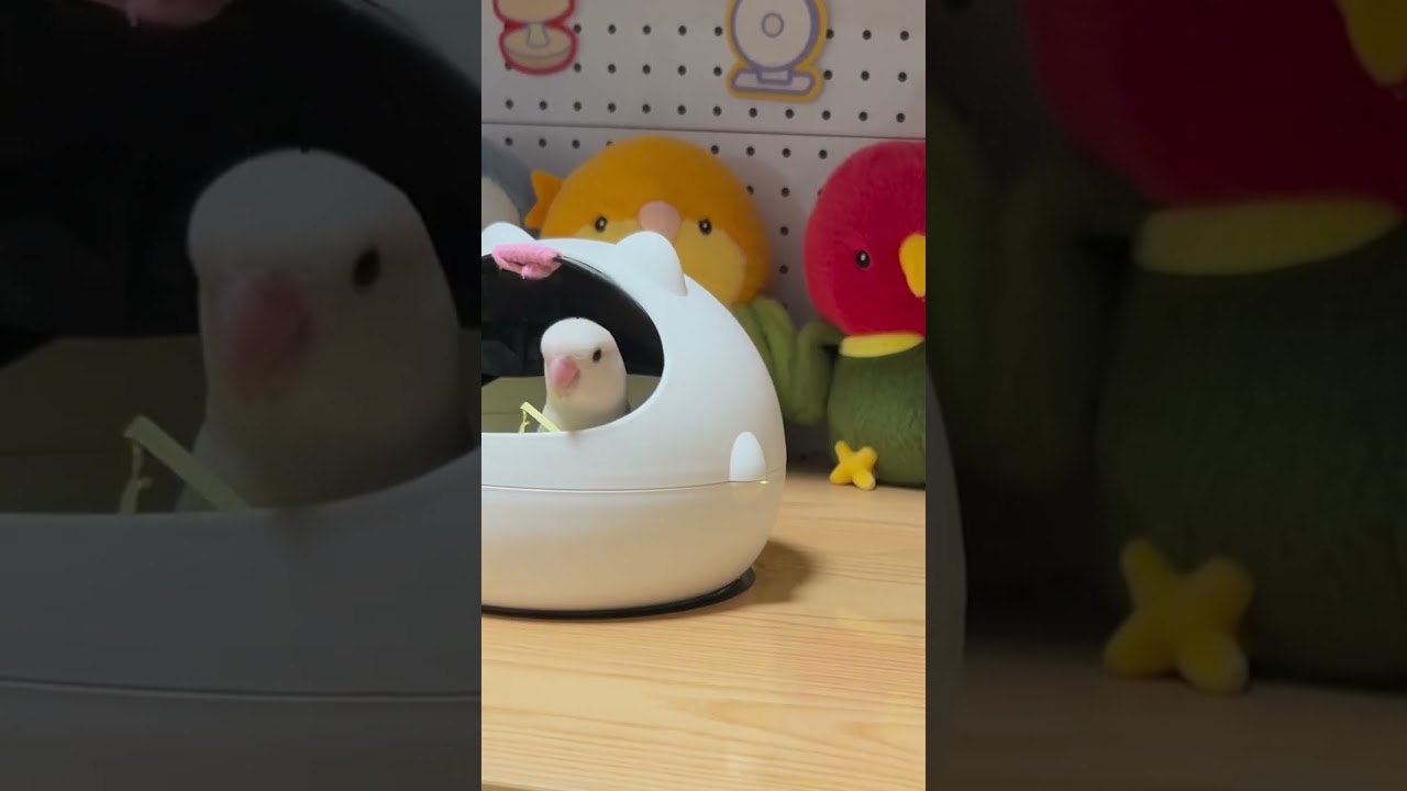 Hayri'nin Aklını Böyle Aldım 😂🐦