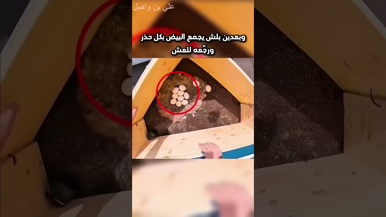 لم يستطع ترك عائلة الطير وعمل هذ#shorts