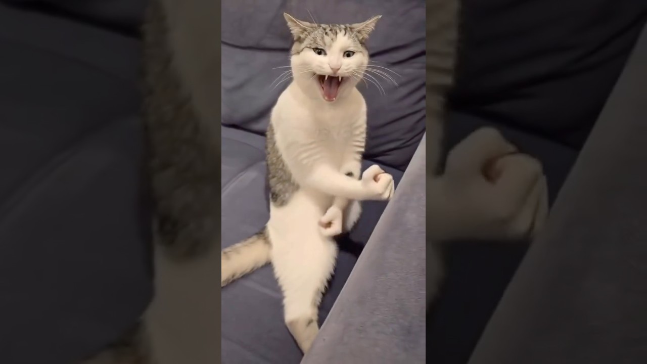 تريند القط المعضل😂