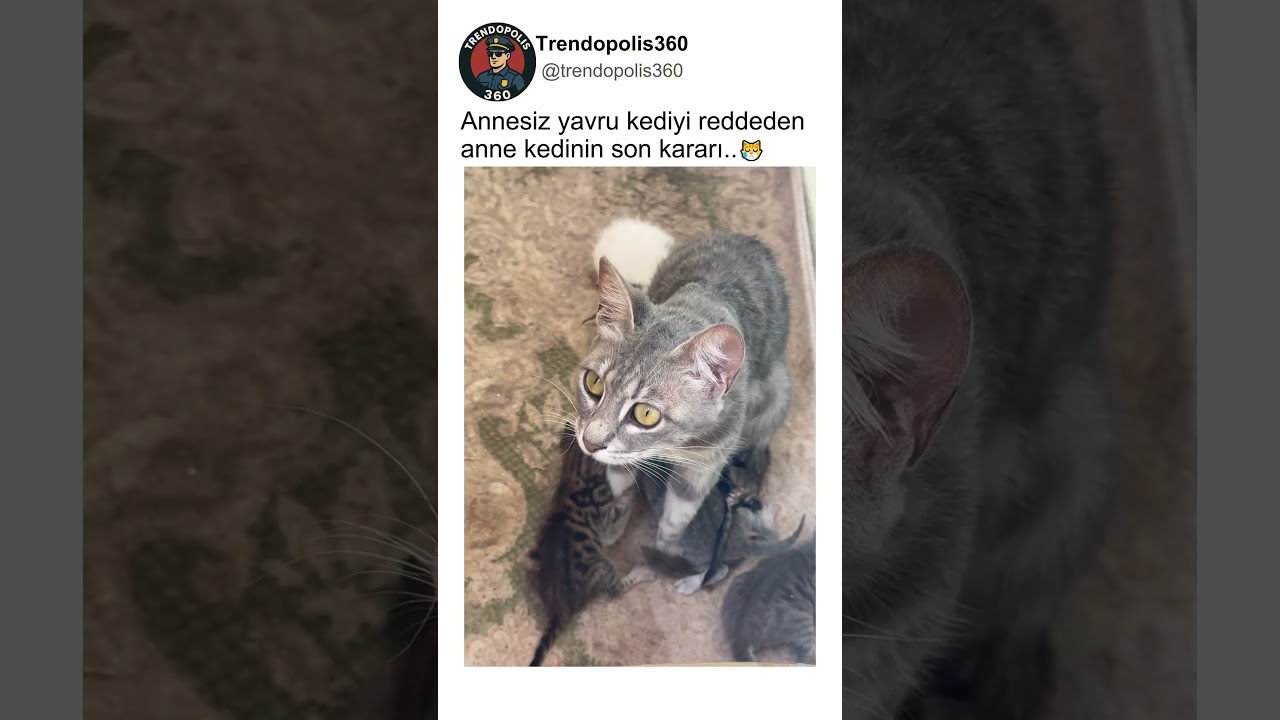 Annesiz yavru kediye önce sert tepki veren anne kedi..🐱❤️