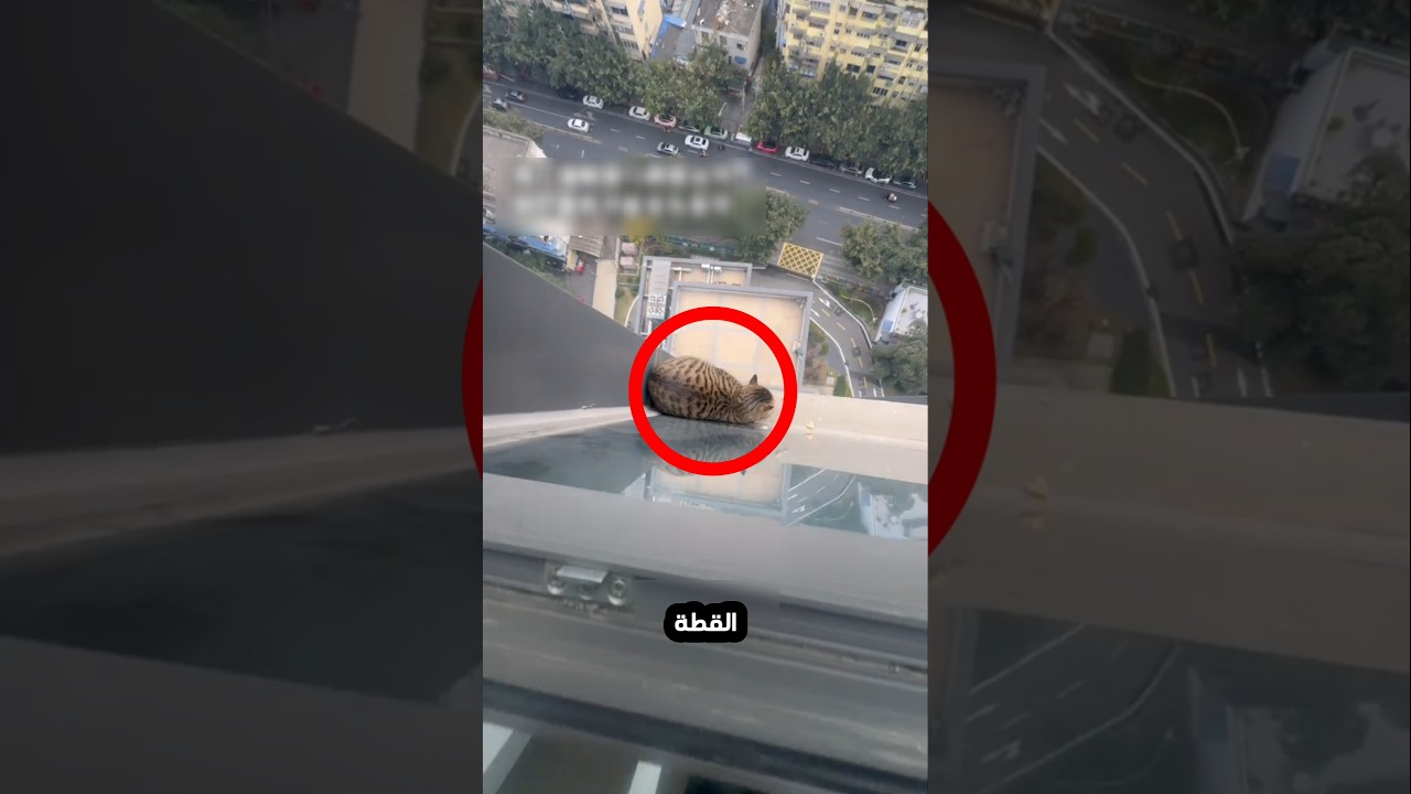 انقاذ القطة العالقة بطريقة صادمة!😮