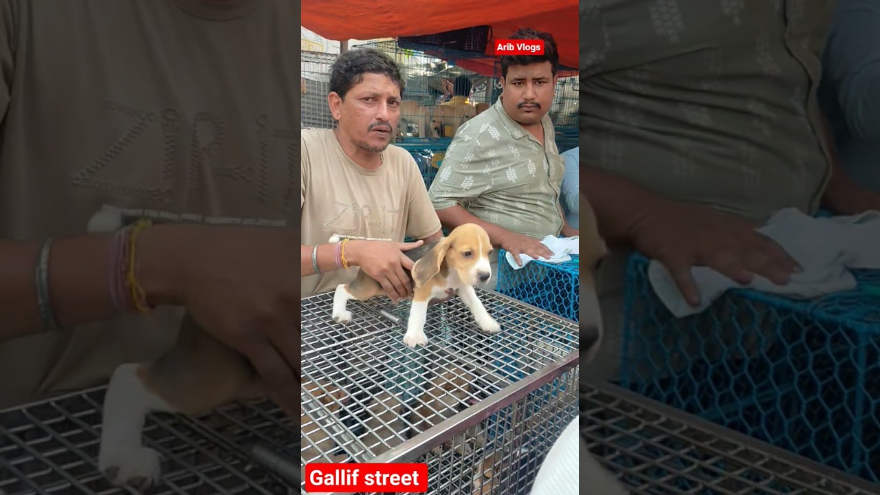 galiff street pet market | dog market Kolkata #shrots #dog #petmarket #galiffstreet