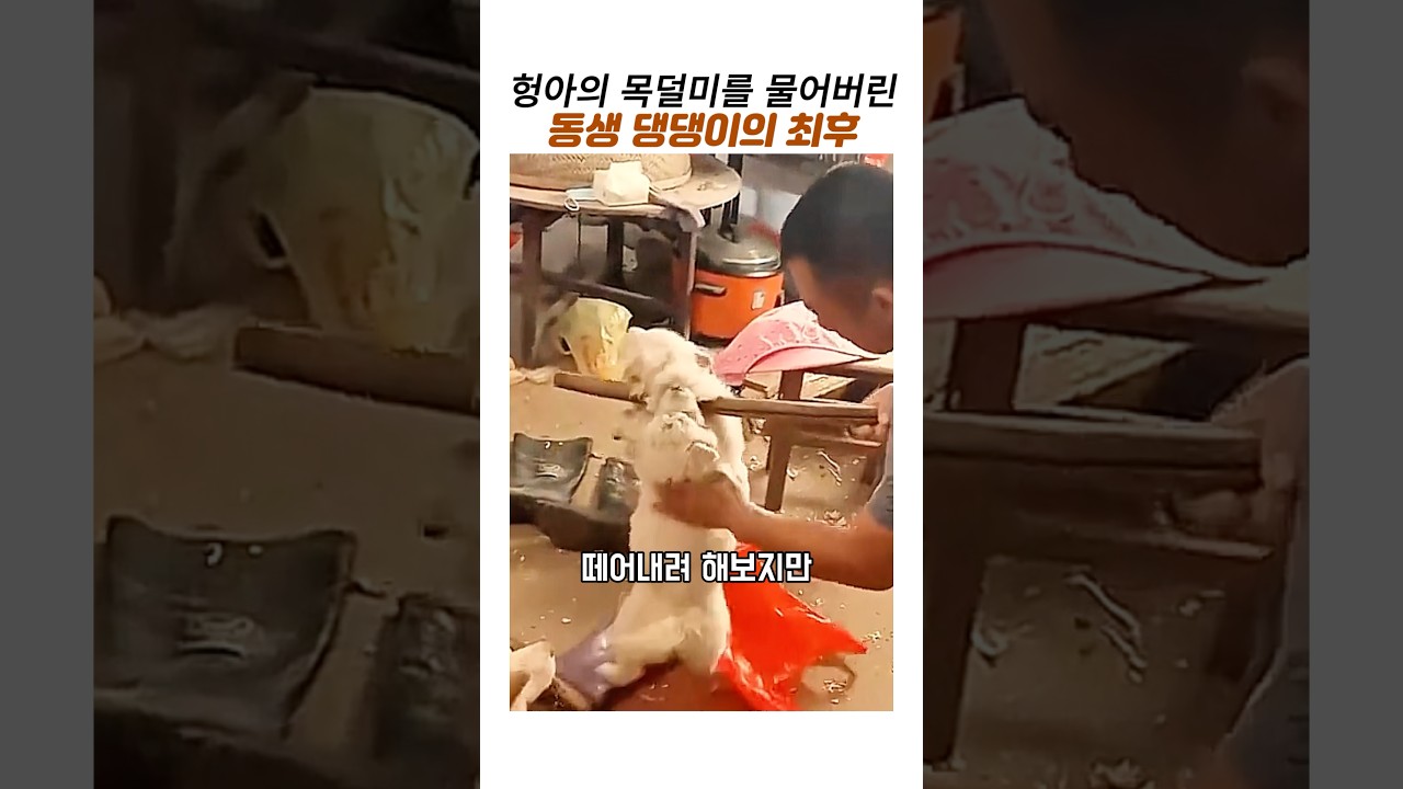 목덜미를 물어버리자 새끼 댕댕이들의 서열싸움#시골똥강아지#귀여운강아지#흰둥이