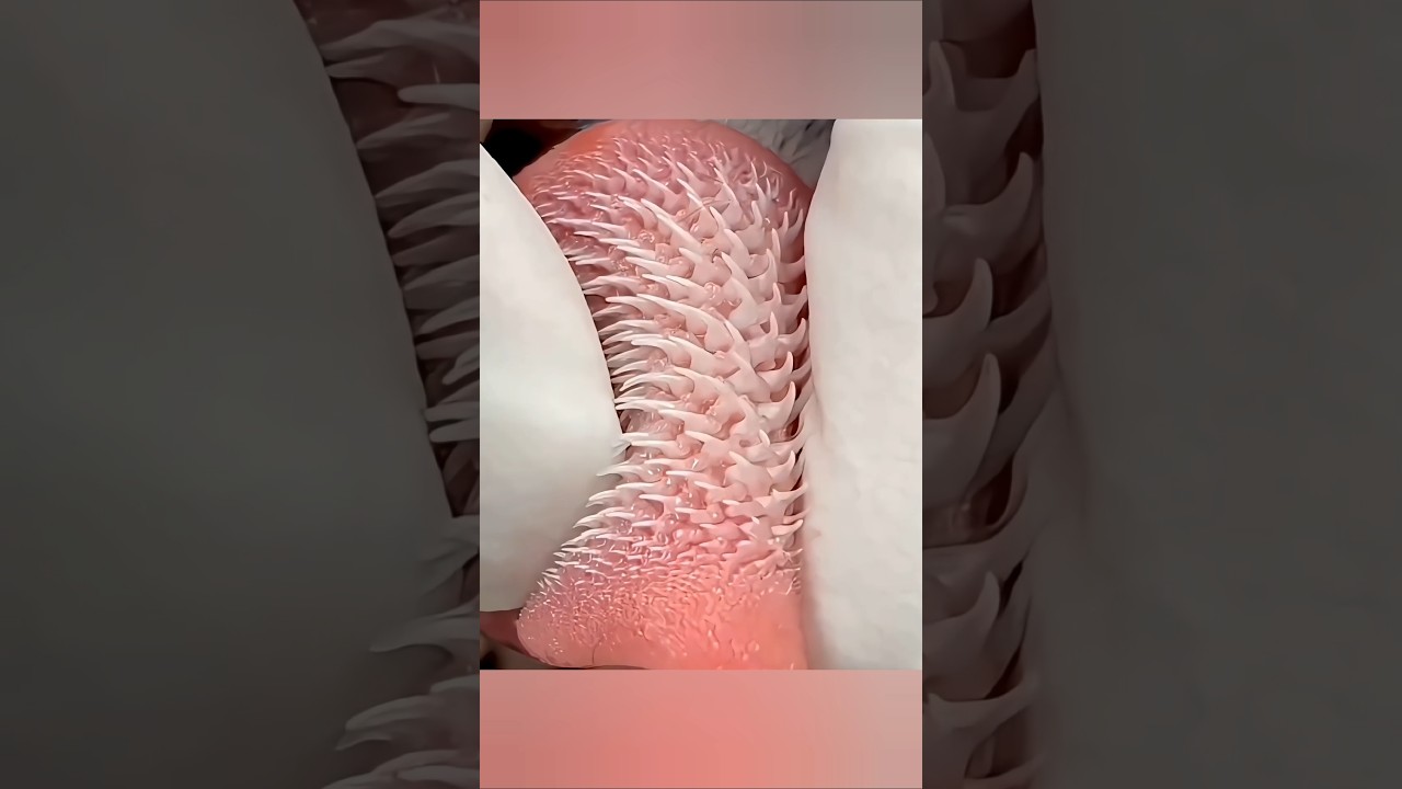 Why a Tiger's Tongue Is So Dangerous! 🐅