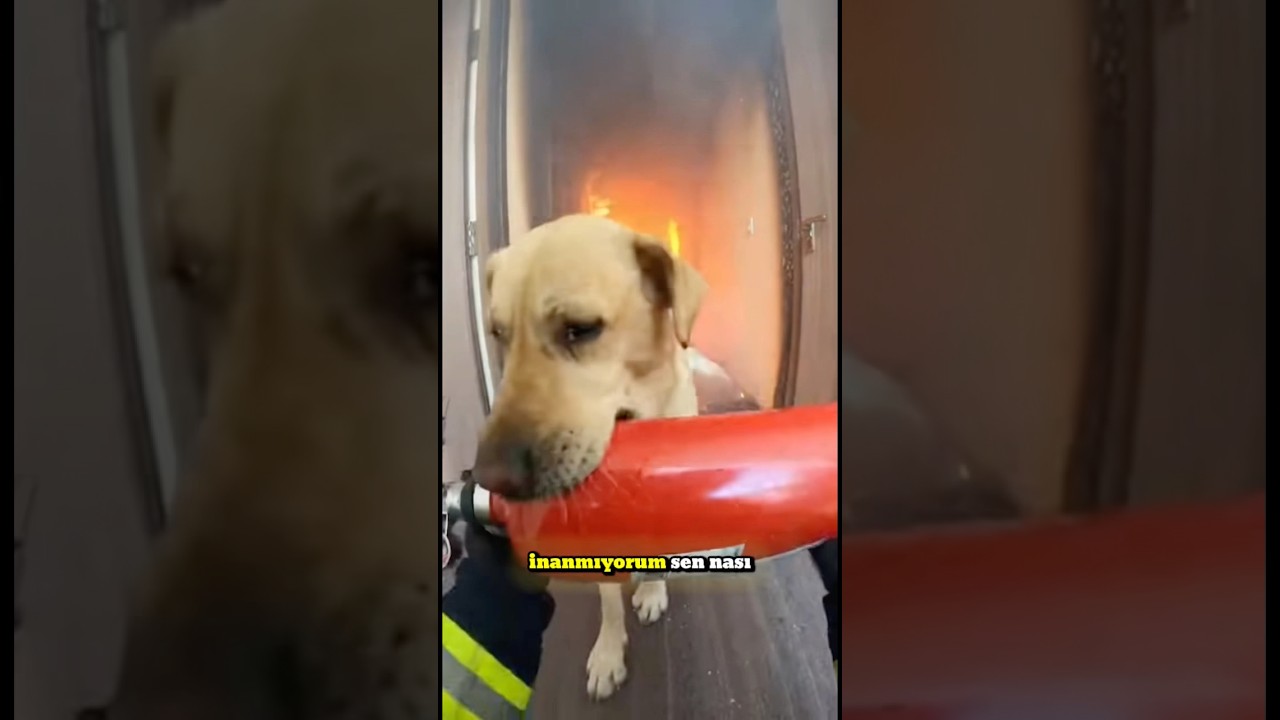 Önce köpeği kurtardı... Sonra köpek onu kurtardı.. ❤️‍🩹 #shorts #hayvanlar