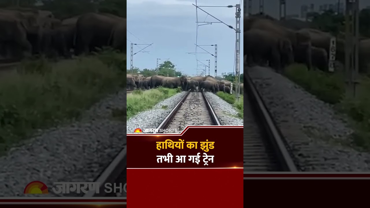 Assam: होजाई में रेलवे ट्रैक पर अचानक आया हाथियों का झुंड|