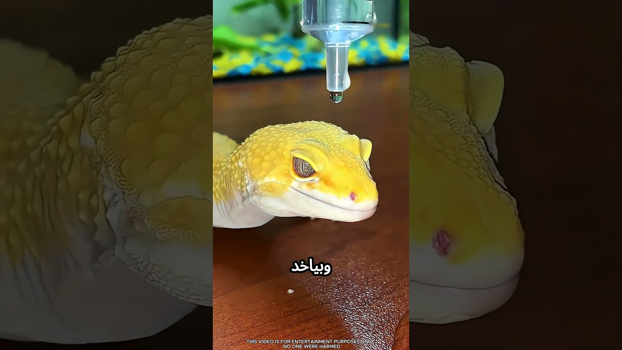 السحلية جسمها ضد الماء #viral