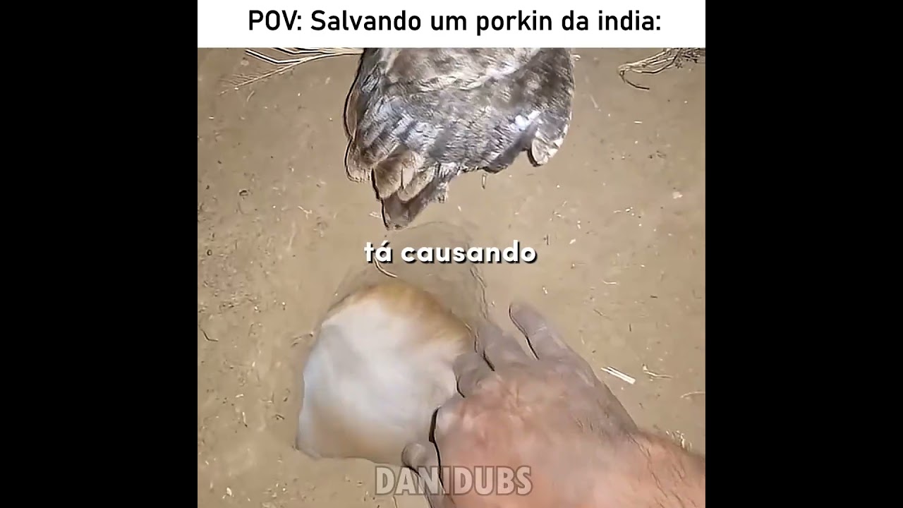Quase que a coruja pega o porquinho da Índia #edit #fyp #humor #animals