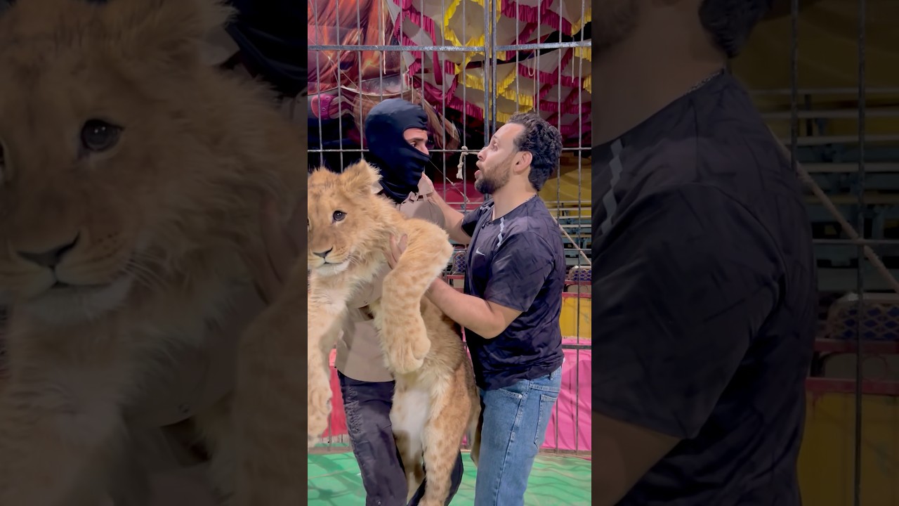 سرق الاسد😱