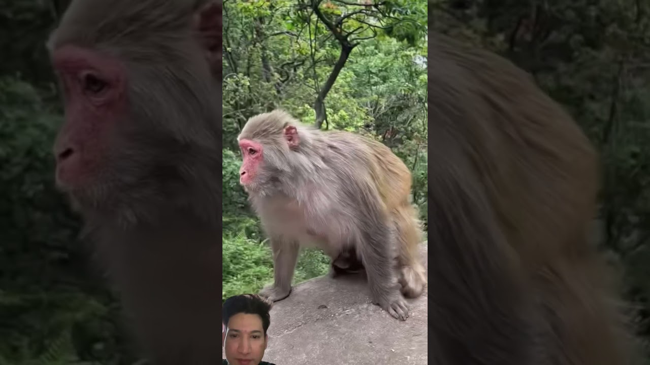 #animals #monkey #shorts #usa #subscribe #like