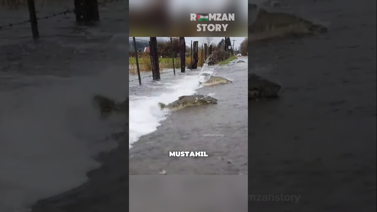 Kenapa Ikan Salmon Menyebrangi Jalan❓️