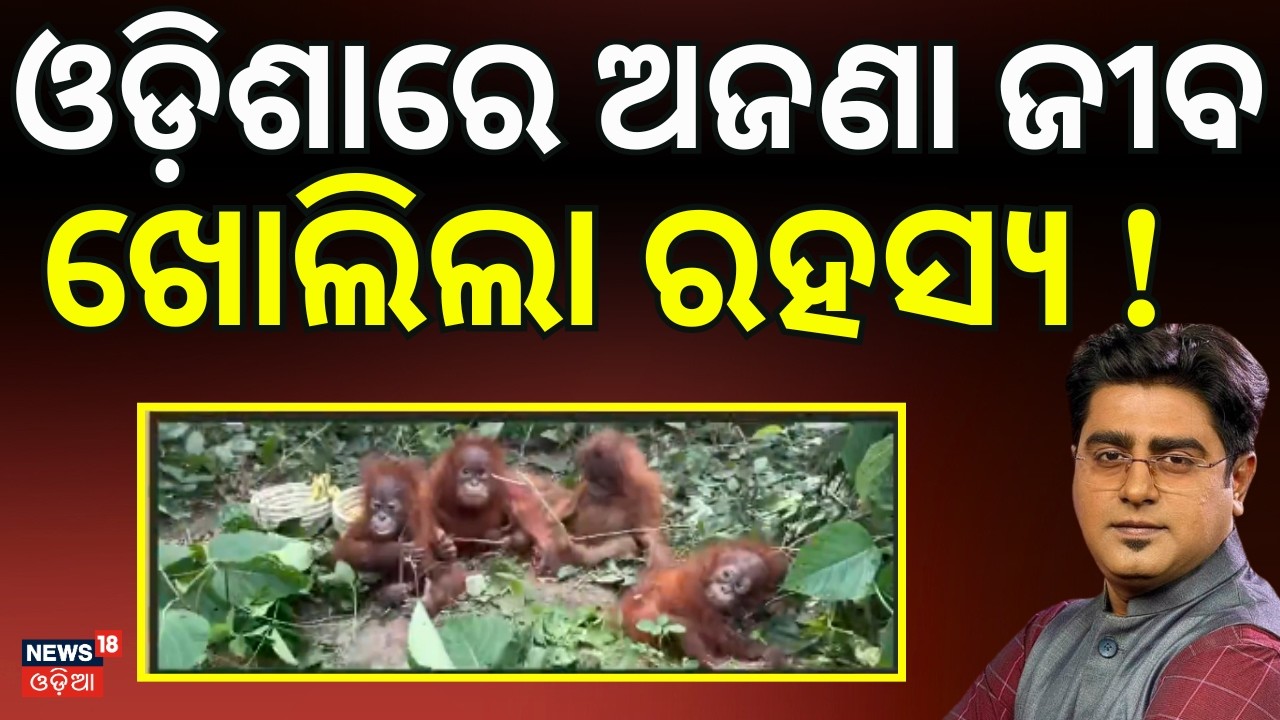 ଓଡ଼ିଶାରେ ବଣ ମଣିଷ ! 5 Orangutans Found in Odisha | International Smuggling Suspected | Asala Katha